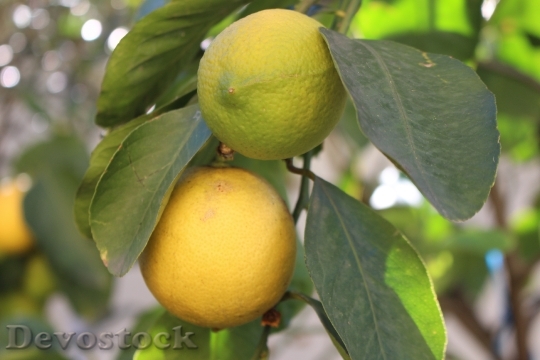 Devostock Lemons Yellow Fruit Plant