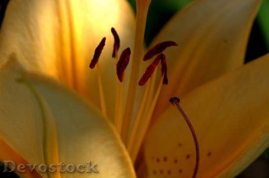Devostock Lily Blossom Bloom Zwiebelpflanze