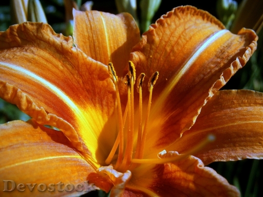 Devostock Lily Lilies Lilium Blossom 3