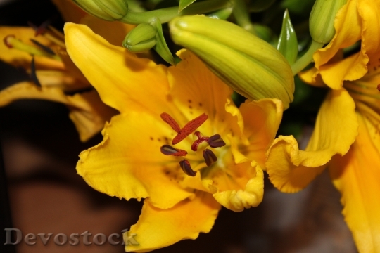 Devostock Lily Yellow Blossom Bloom 0