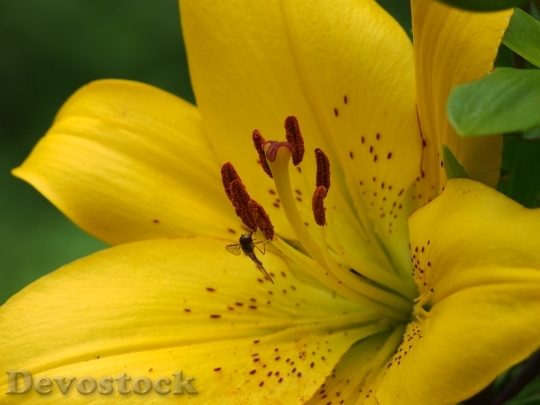Devostock Lily Yellow Blossom Bloom 4
