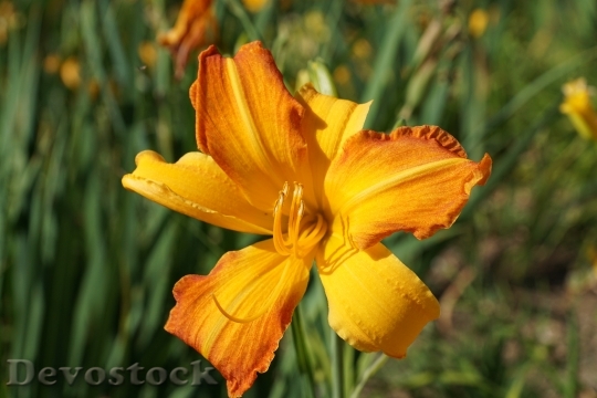 Devostock Lily Yellow Flower Blossom