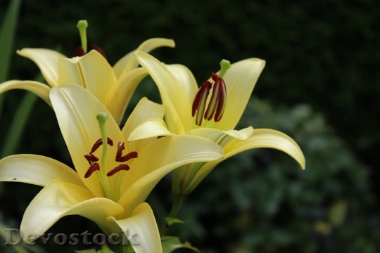 Devostock Lily Yellow Flowers Garden