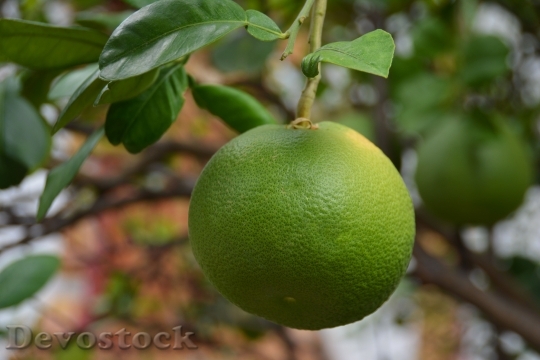 Devostock Lime Citrus Fruit Citrus