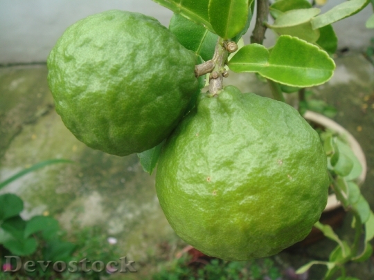 Devostock Lime Citrus Fruit Green 1
