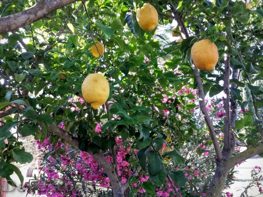 Devostock Lime Colors Fruit Trees