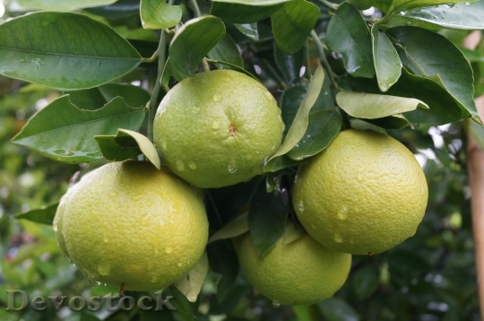 Devostock Lime Fruit Citrus Fruit