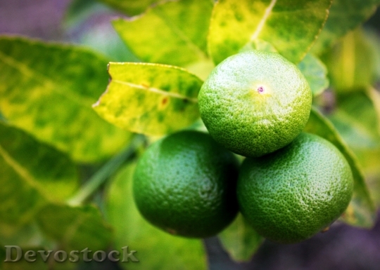 Devostock Lime Lemon Slice Green 3