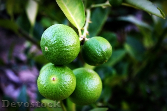 Devostock Lime Lemon Slice Green 6