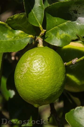 Devostock Lime Tahitian Lime Citrus