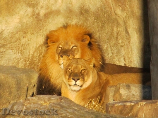 Devostock Lion Family Male Female 0