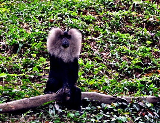 Devostock Lion Tailedm Macaque Forest