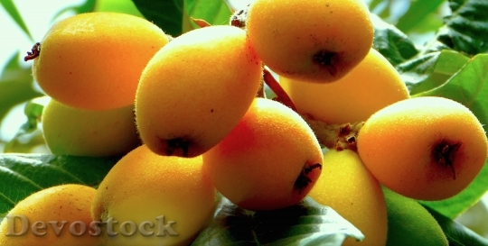 Devostock Loquats Fruit Sicily Nature 0