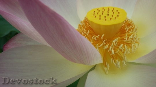 Devostock Lotus Buddhism Flower Symbol