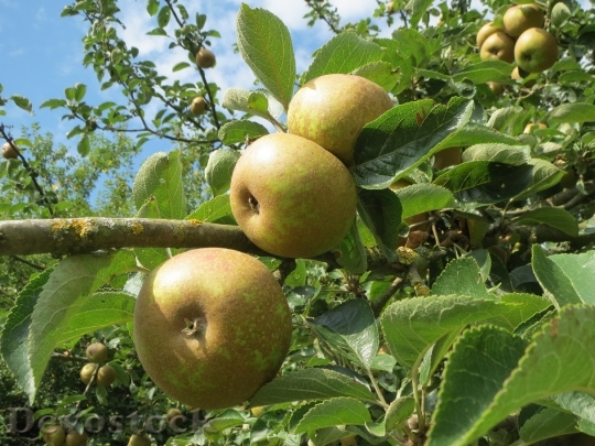 Devostock Malus Apple Tree Apples