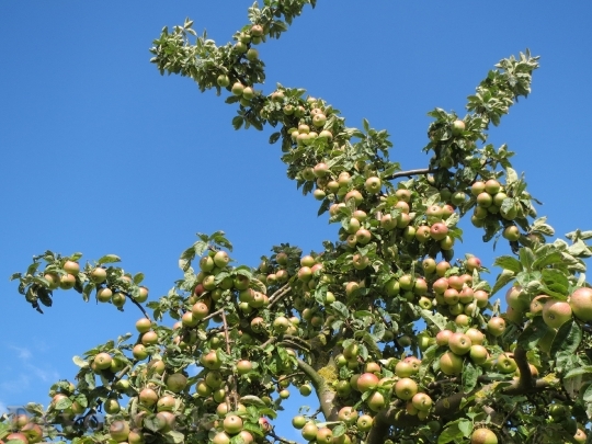 Devostock Malus Domestica Apple Tree