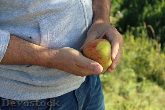 Devostock Man Apple Harvest Hands