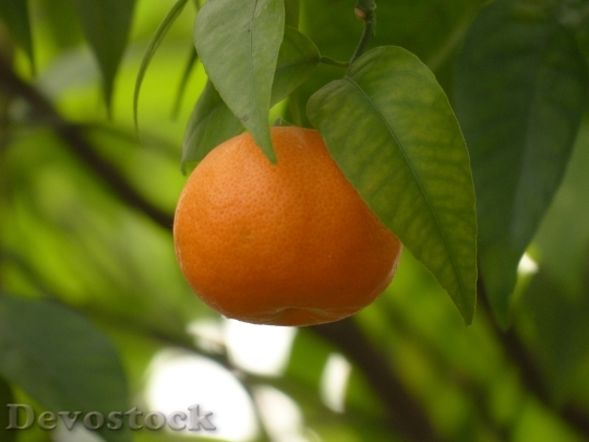 Devostock Mandarin Fruit Tree Healthy