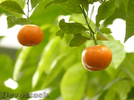Devostock Mandarin Orange Tree Fruit