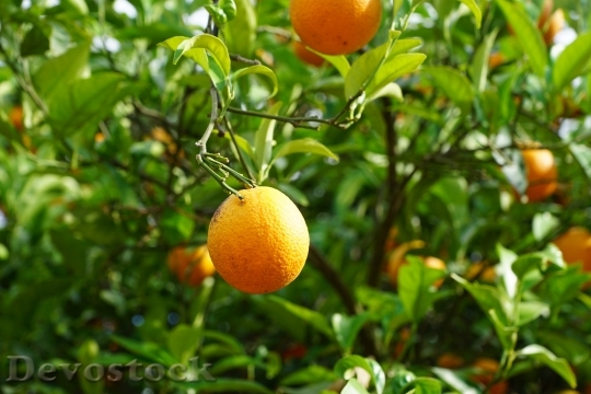 Devostock Mandarin Tree Citrus Fruits 0