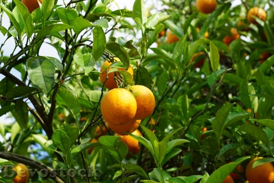 Devostock Mandarin Tree Citrus Fruits 1