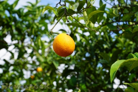 Devostock Mandarin Tree Citrus Fruits