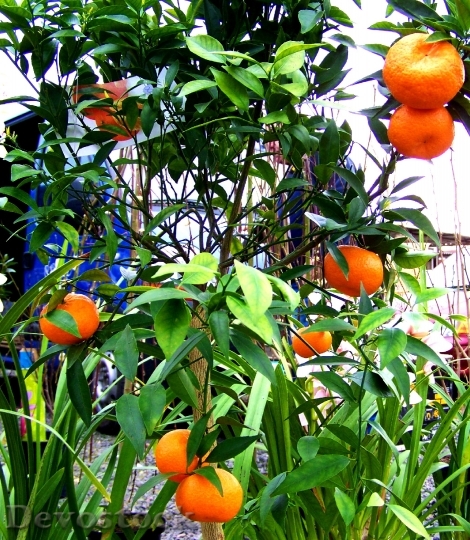 Devostock Mandarine Mandarin Harvest Fruit