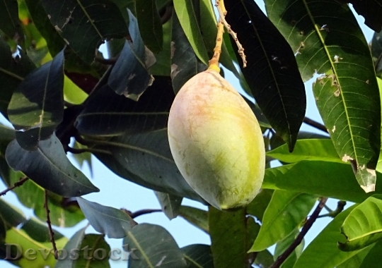 Devostock Mango Fruit Mangifera Indica 2