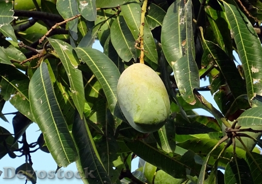 Devostock Mango Fruit Mangifera Indica 3