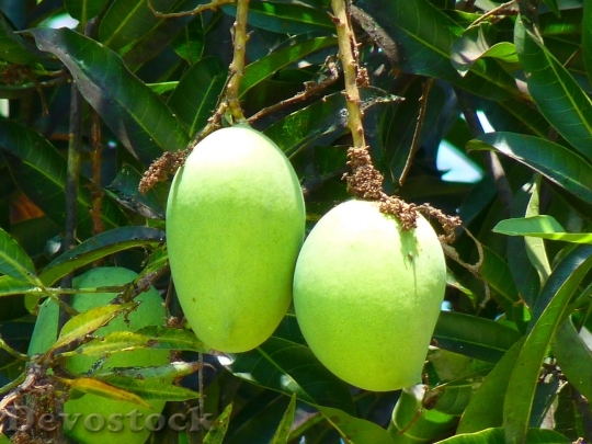 Devostock Mango Green Mango Fruit