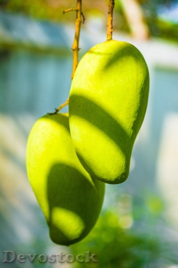 Devostock Mango Mango Tree Fruits 4