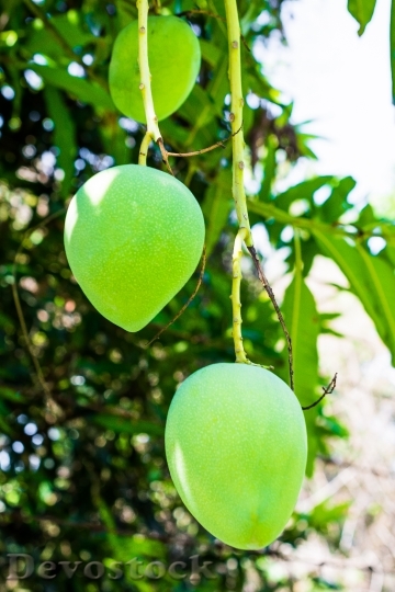 Devostock Mango Mango Tree Fruits 5