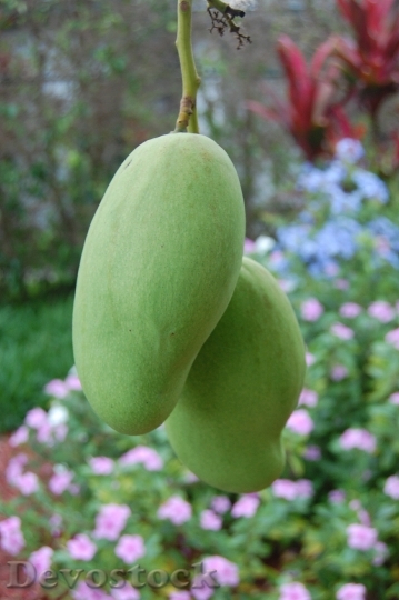 Devostock Mango Nature Fruit Tropical