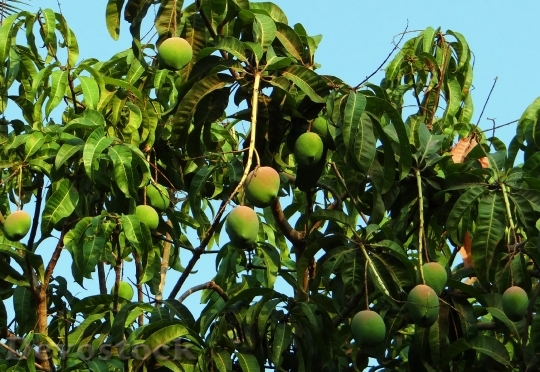 Devostock Mango Tree Mango Mangifera