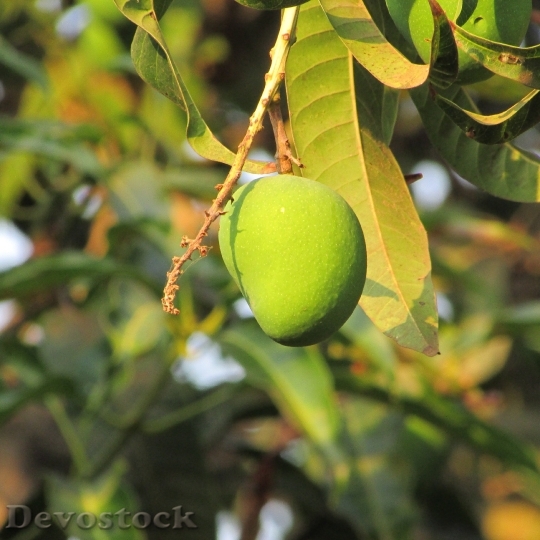 Devostock Mango Trees Fruits Greenery