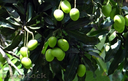 Devostock Mango Wild Mango Fruit