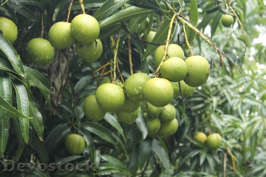 Devostock Mangoes Trees Greenery Leaves