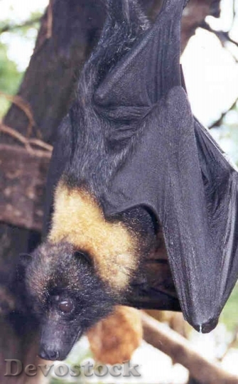 Devostock Mariana Fruit Bat Or