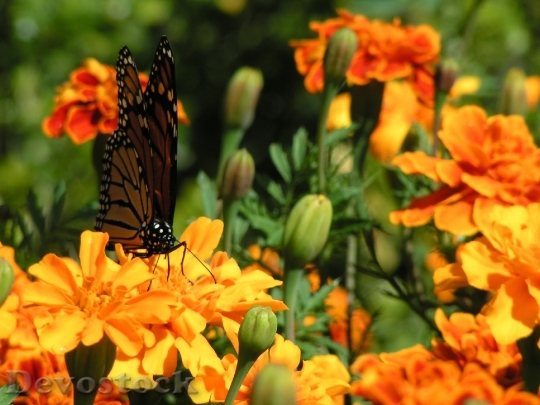 Devostock Marigolds Orange Flowers Butterfly