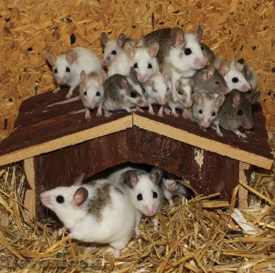 Devostock Mastomys Mice Mouse Family