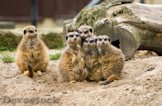 Devostock Meerkat Meerkats Animal Animals