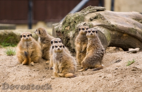Devostock Meerkat Meerkats Family Group