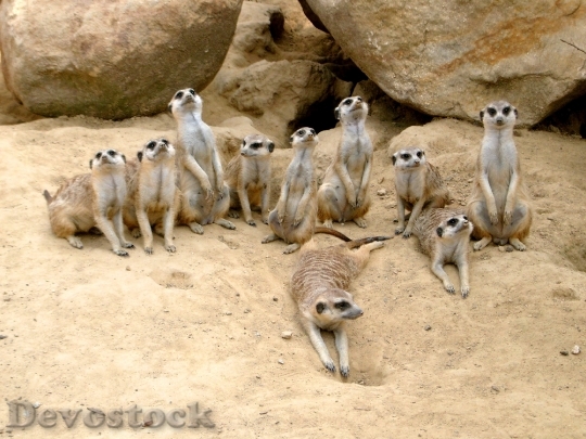 Devostock Meerkat Zoo Animal Sand 0