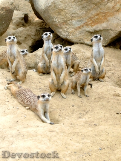 Devostock Meerkat Zoo Animal Sand 1