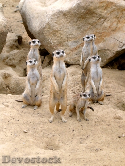 Devostock Meerkat Zoo Animal Sand