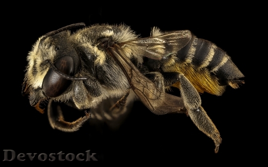 Devostock Megachile Albitarsis F Side
