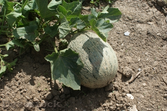Devostock Melon Fruit Plant 445825