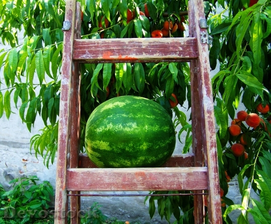 Devostock Melon Watermelon Fruit 870481