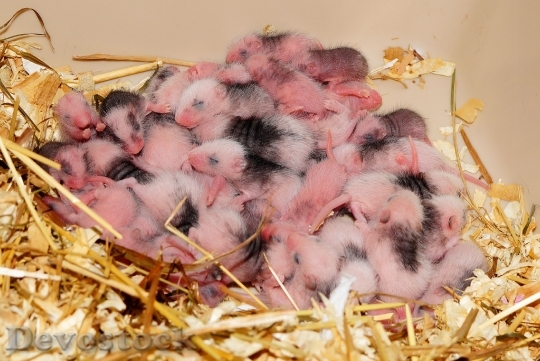 Devostock Mice Babies Mastomys Cute