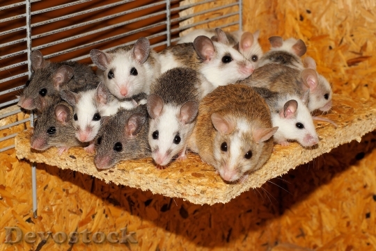 Devostock Mice Mastomys Family Together